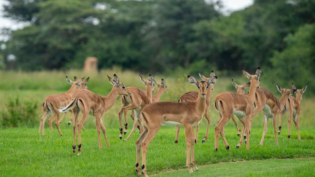 Wildlife Experiences near Euphoria Estate